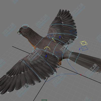 images/goods_img/202105071/Passenger pigeon/1.jpg